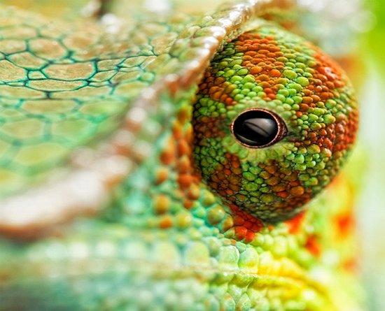 Chamaeleon Food